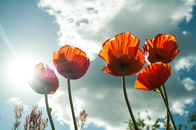 Test your class on this World War Two KS2 quiz for Remembrance Day